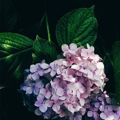 Original-Astra-Liu-Flower-on-Purple-Background-500s4 image