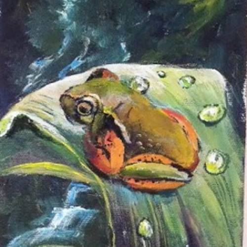 Freddy-the-Exotic-Rainforest-Frog-FI-500s70 image